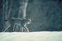 Canada Lynx picture