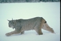 Canada Lynx picture