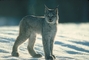 Canada Lynx picture