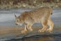 Canada Lynx picture