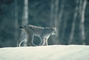 Canada Lynx picture