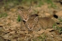 Eurasian Lynx picture