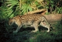 Ocelot picture