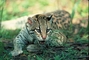 Ocelot picture