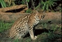 Ocelot picture