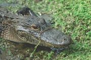 American Alligator Mousepad