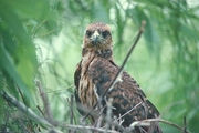 Snail Kite Mousepad