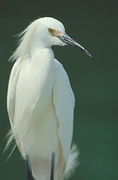 Snowy Egret Poster