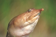 Soft-shelled Turtle T-Shirt