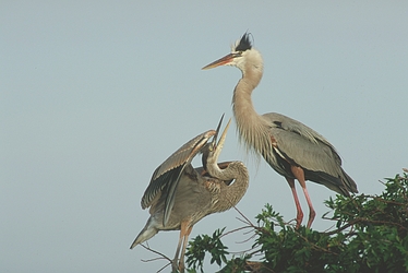 Great Blue Heron