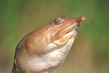 Soft-shelled Turtle