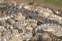 American Alligator picture