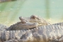 American Alligator picture