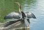 Anhinga picture