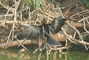 Anhinga picture