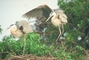 Great Blue Heron picture