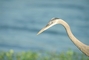 Great Blue Heron picture