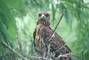 Snail Kite picture