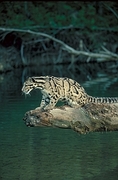 Clouded leopard Poster