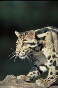 Clouded leopard T-Shirt