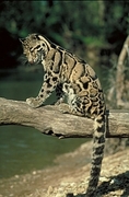 Clouded leopard Poster