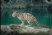 Clouded leopard Poster