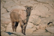 Himalayan tahr Mousepad