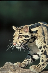 Clouded leopard