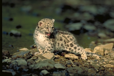 Snow Leopard