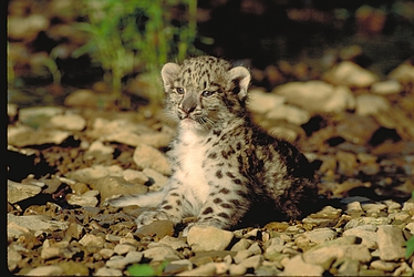 Snow Leopard