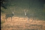 Axis Deer picture