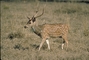 Axis Deer picture