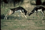 Blackbuck picture