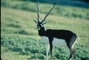 Blackbuck picture