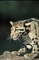 Clouded leopard picture