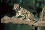 Clouded leopard picture