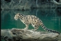 Clouded leopard picture