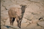 Himalayan tahr picture