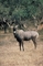 Nilgai picture