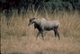 Nilgai picture