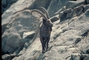 Siberian ibex picture