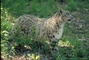 Snow Leopard picture