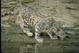 Snow Leopard picture