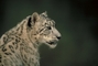 Snow Leopard picture