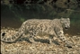 Snow Leopard picture