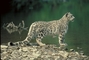 Snow Leopard picture