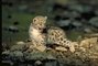 Snow Leopard picture