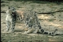 Snow leopard picture