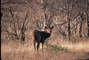 Swamp Deer picture