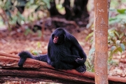 Black spider monkey Magnet